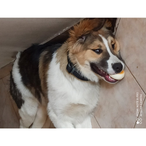 Mr.Pet spletna trgovina