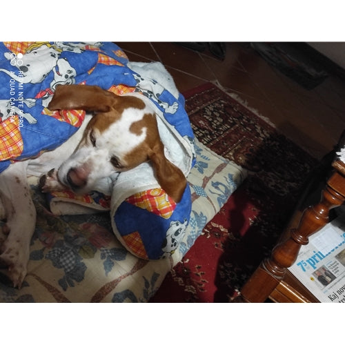 Mr.Pet spletna trgovina