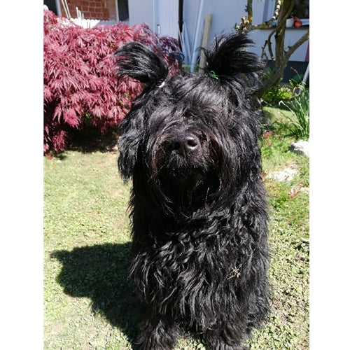 Mr.Pet spletna trgovina