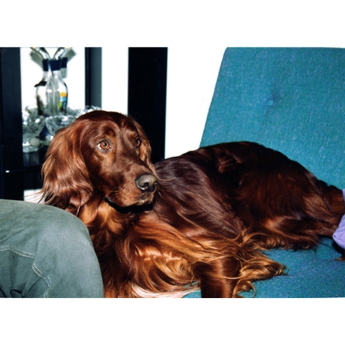 Mr.Pet spletna trgovina