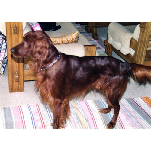 Mr.Pet spletna trgovina