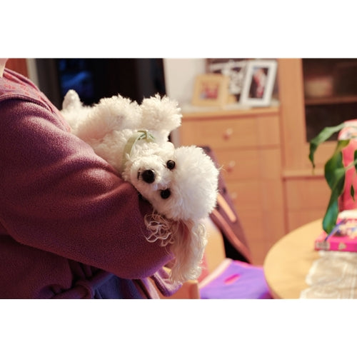 Mr.Pet spletna trgovina