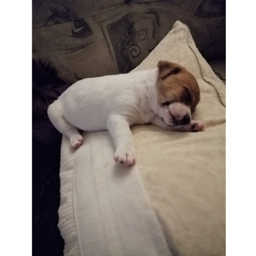 Mr.Pet spletna trgovina