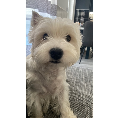 Mr.Pet spletna trgovina
