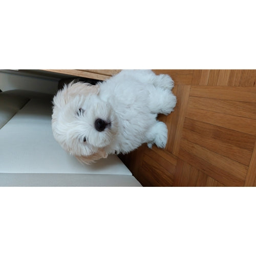 Mr.Pet spletna trgovina