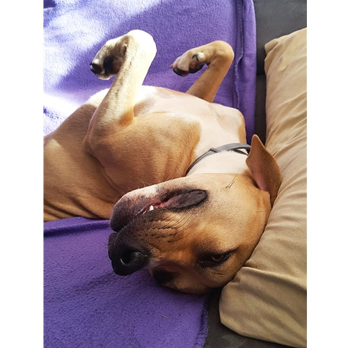 Mr.Pet spletna trgovina