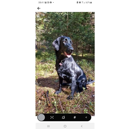 Mr.Pet spletna trgovina