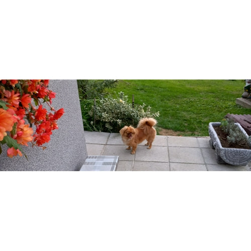 Mr.Pet spletna trgovina