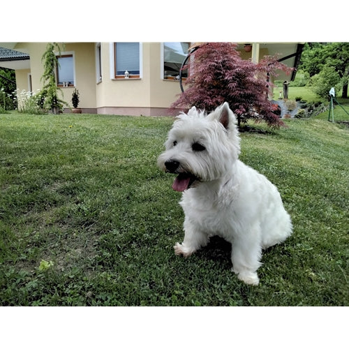 Mr.Pet spletna trgovina