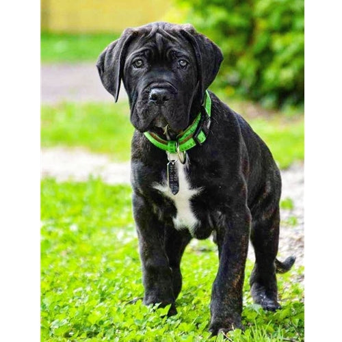 Mr.Pet spletna trgovina