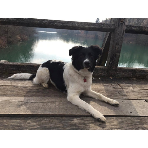 Mr.Pet spletna trgovina