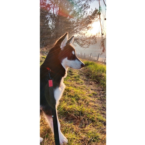 Mr.Pet spletna trgovina