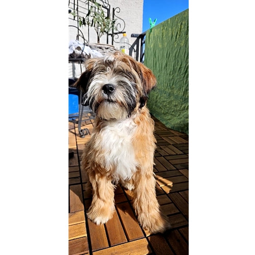 Mr.Pet spletna trgovina