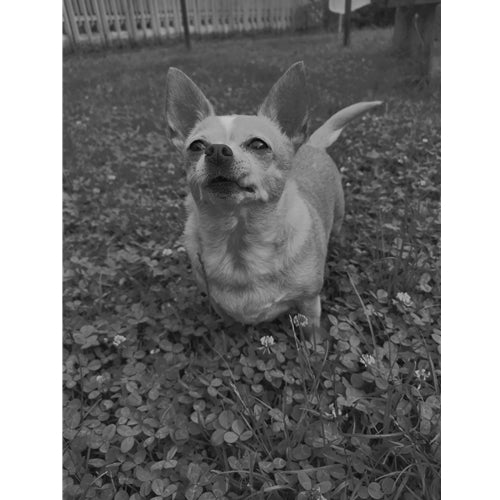 Mr.Pet spletna trgovina