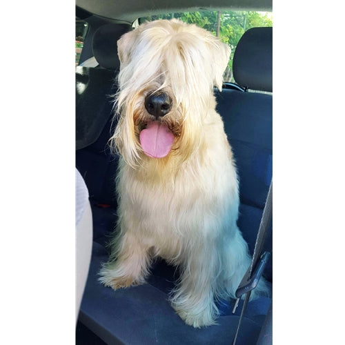 Mr.Pet spletna trgovina