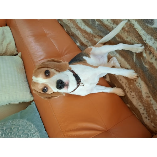 Mr.Pet spletna trgovina
