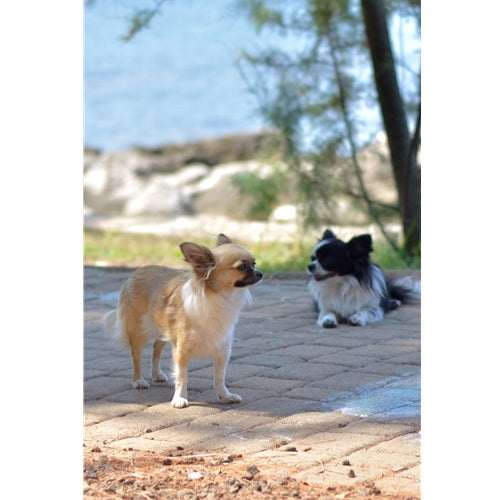 Spletna trgovina Mr.Pet