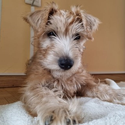 Mr.Pet spletna trgovina