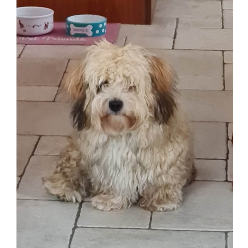 Mr.Pet spletna trgovina