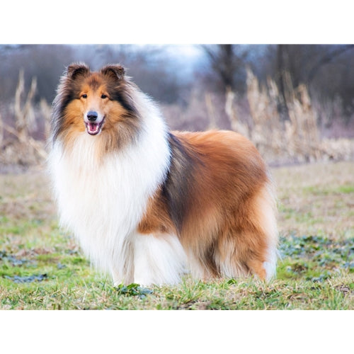 Mr.Pet spletna trgovina