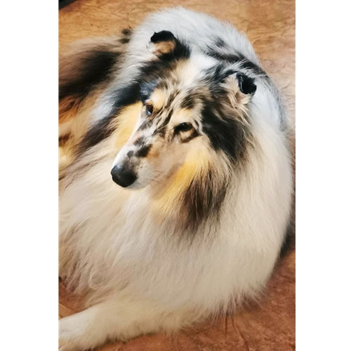 Mr.Pet spletna trgovina
