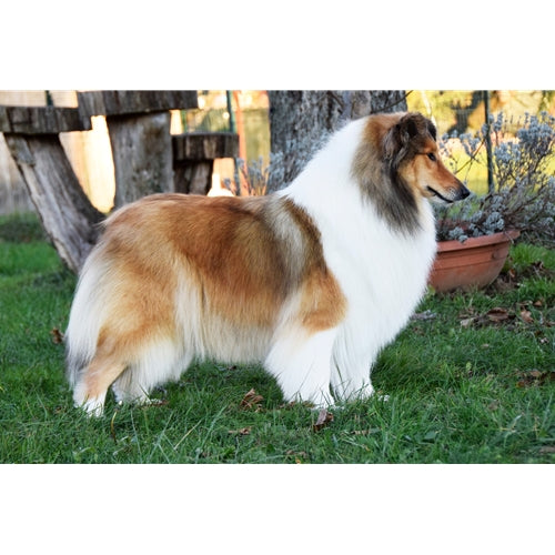 Mr.Pet spletna trgovina
