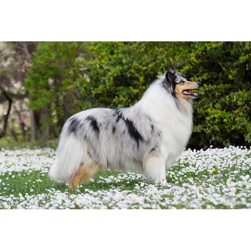 Mr.Pet spletna trgovina