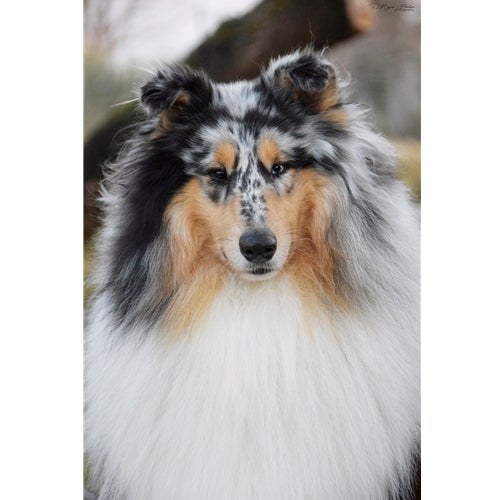 Mr.Pet spletna trgovina
