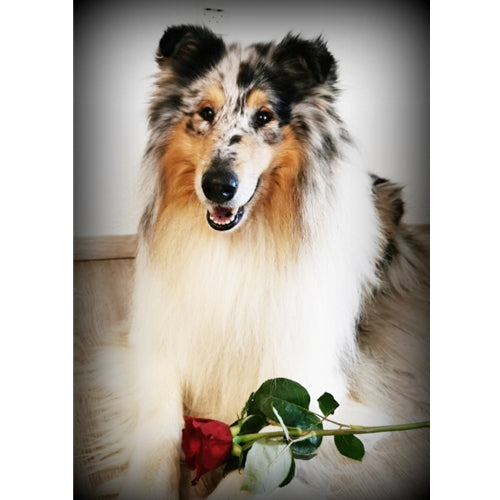 Mr.Pet spletna trgovina