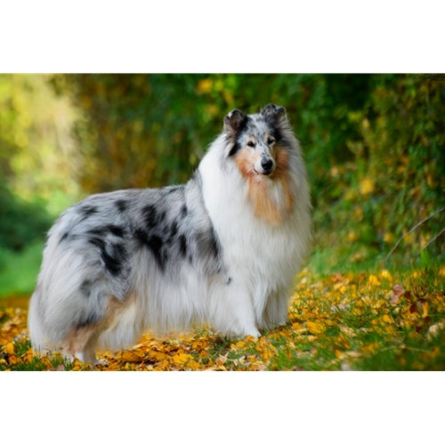 Mr.Pet spletna trgovina