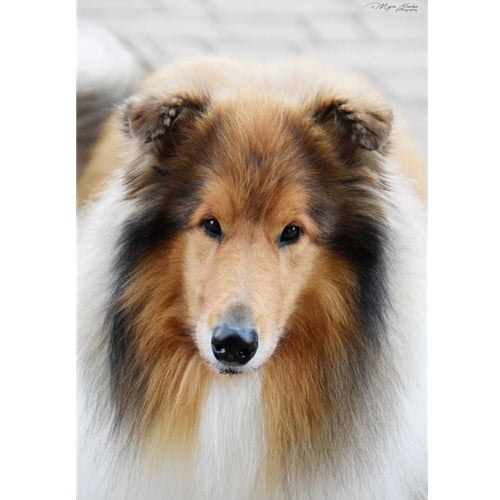 Mr.Pet spletna trgovina