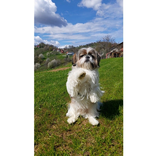 Mr.Pet spletna trgovina