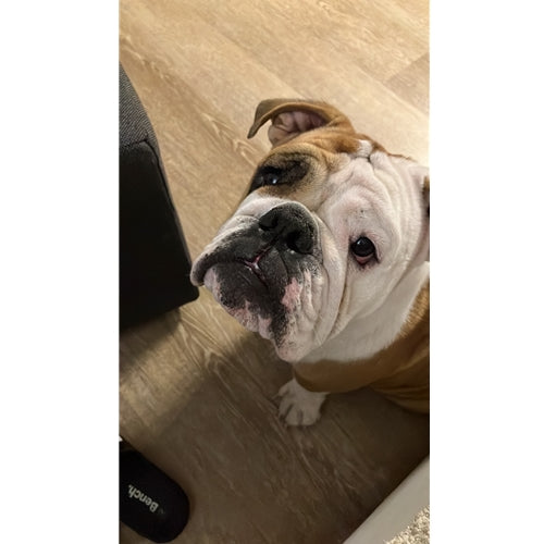 Mr.Pet spletna trgovina