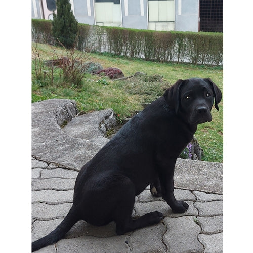 Mr.Pet spletna trgovina