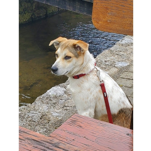 Mr.Pet spletna trgovina