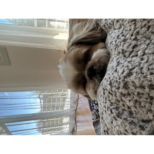 Mr.Pet spletna trgovina