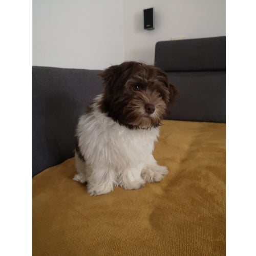 Mr.Pet spletna trgovina