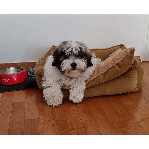 Mr.Pet spletna trgovina