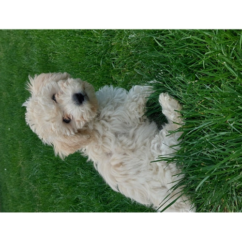 Mr.Pet spletna trgovina