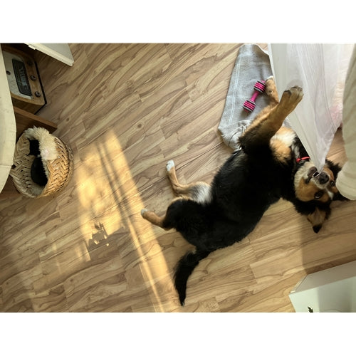 Mr.Pet spletna trgovina