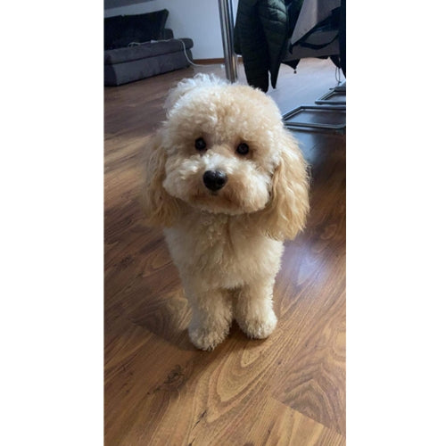 Mr.Pet spletna trgovina