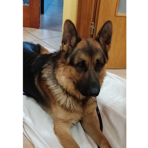 Mr.Pet spletna trgovina