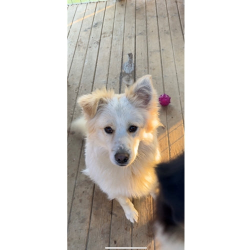 Spletna trgovina Mr.Pet