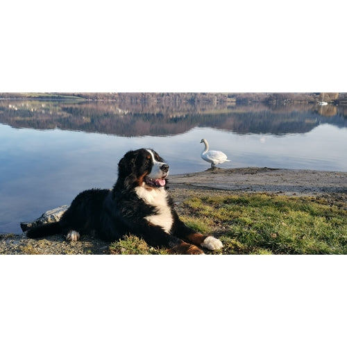 Spletna trgovina Mr.Pet