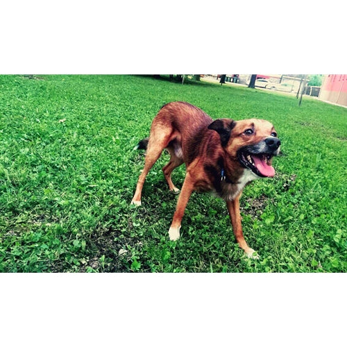 Mr.Pet spletna trgovina