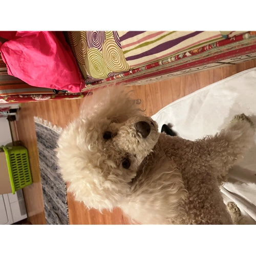 Mr.Pet spletna trgovina
