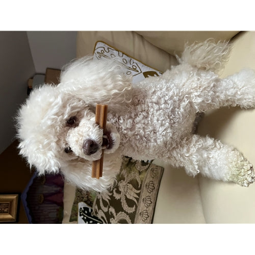 Mr.Pet spletna trgovina