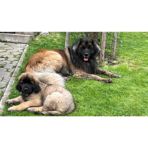 Mr.Pet spletna trgovina