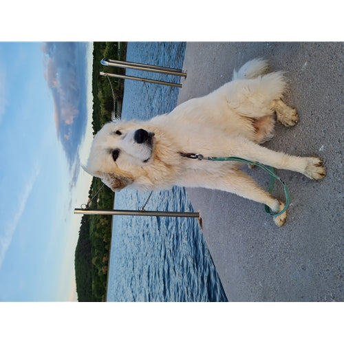 Mr.Pet spletna trgovina