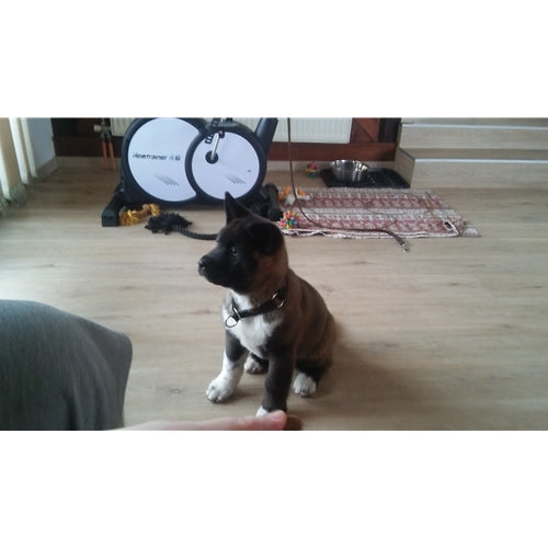 Mr.Pet spletna trgovina